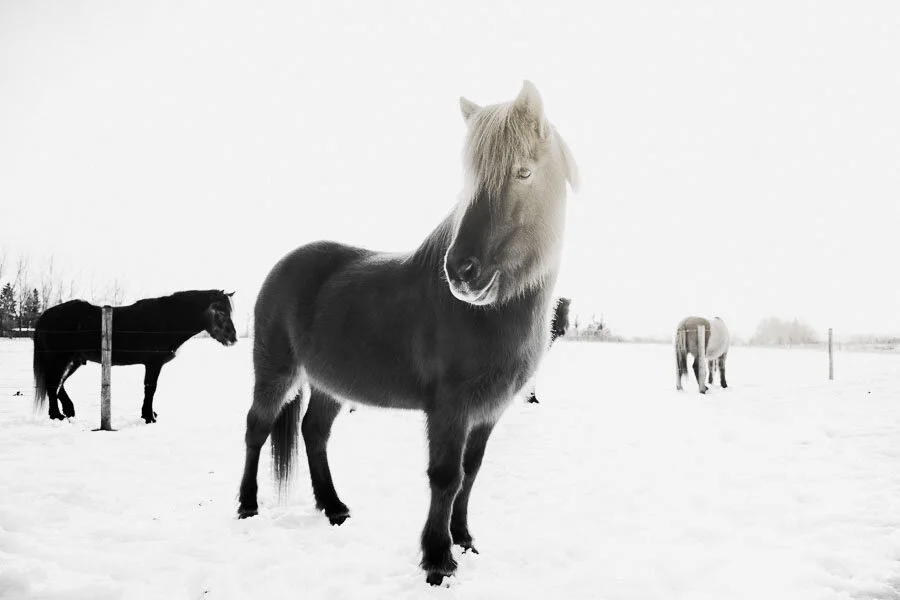 Print 7- Icelandic Horses