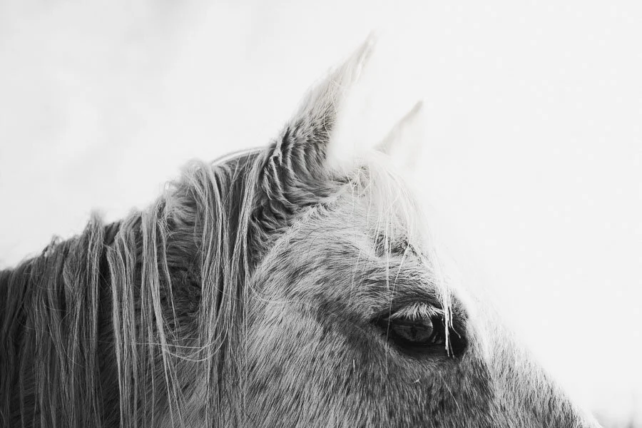 Print 8 - Icelandic Horses