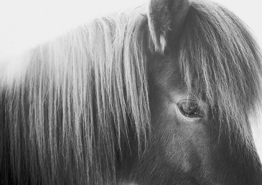 Print 9- Icelandic Horses