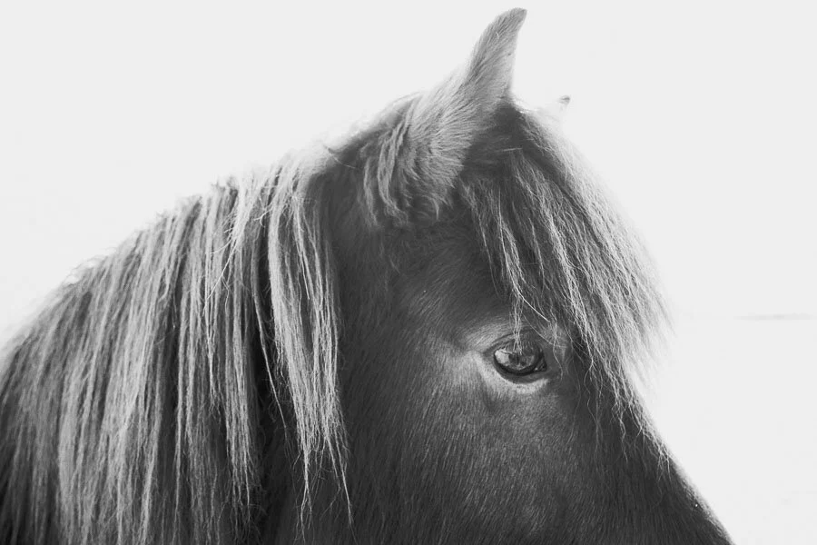 Print 10 - Icelandic Horses