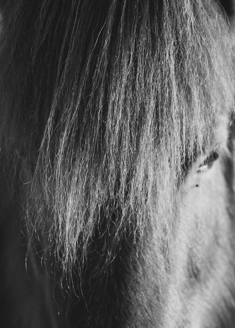 Print 11- Icelandic Horses