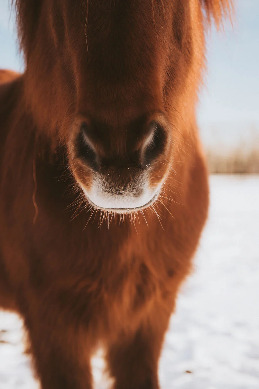 Print 13 - Icelandic Horses