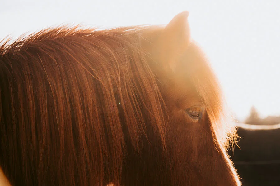 Print 16 - Icelandic Horses