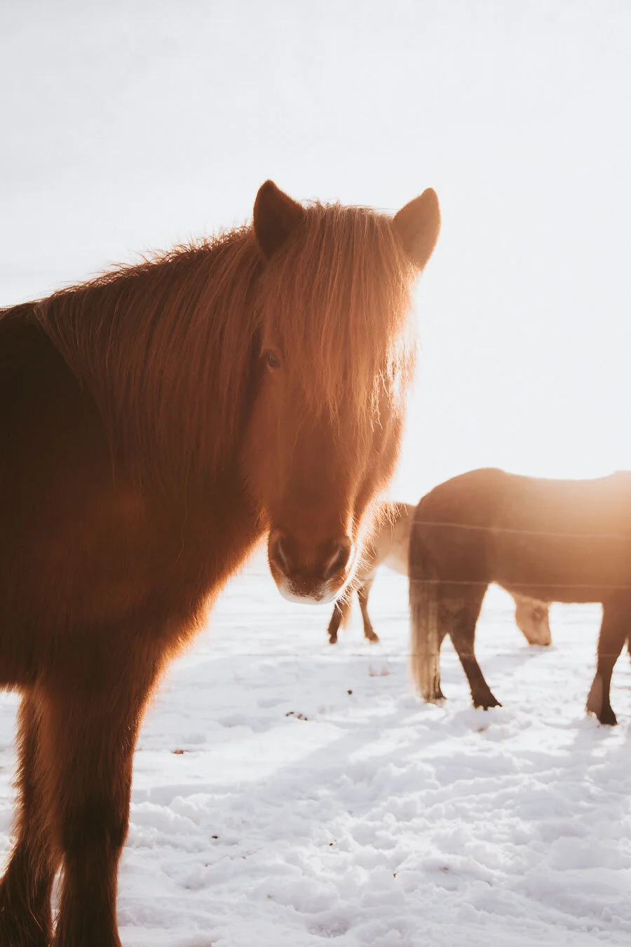 Print 18 - Icelandic Horses