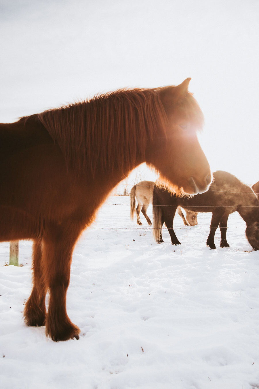 Print 19 - Icelandic Horses