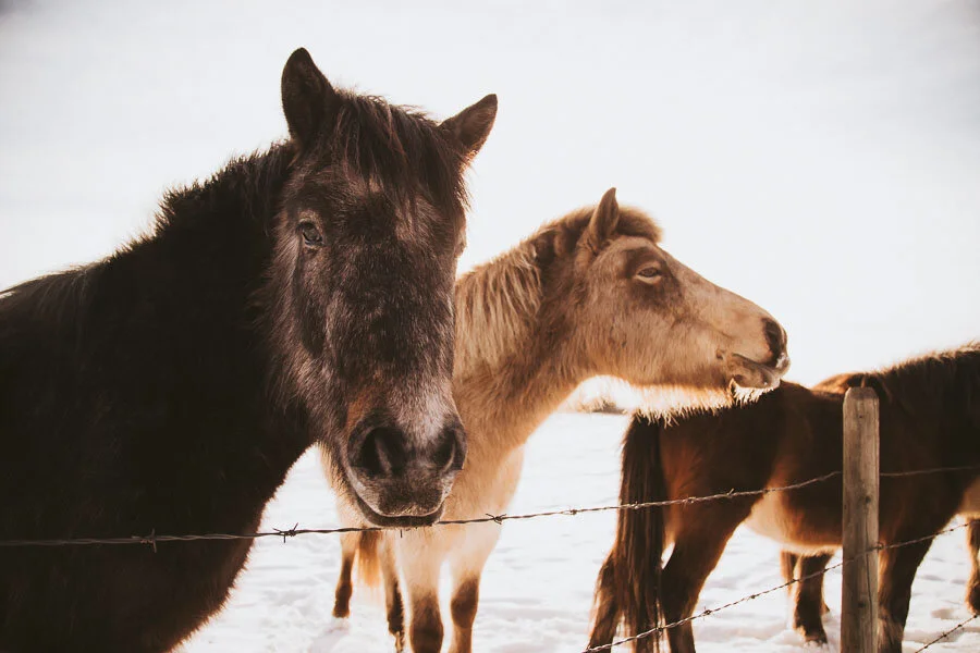 Print 21 - Icelandic Horses