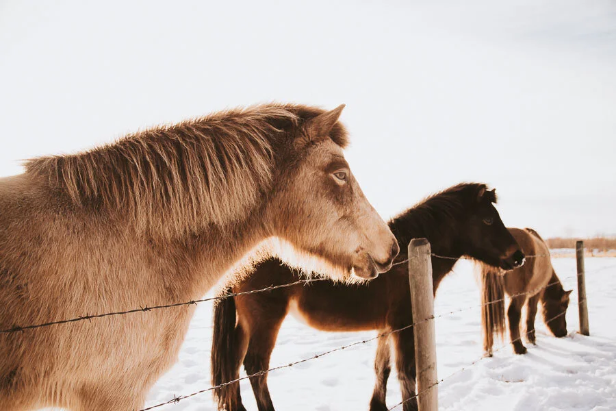 Print 20 - Icelandic Horses
