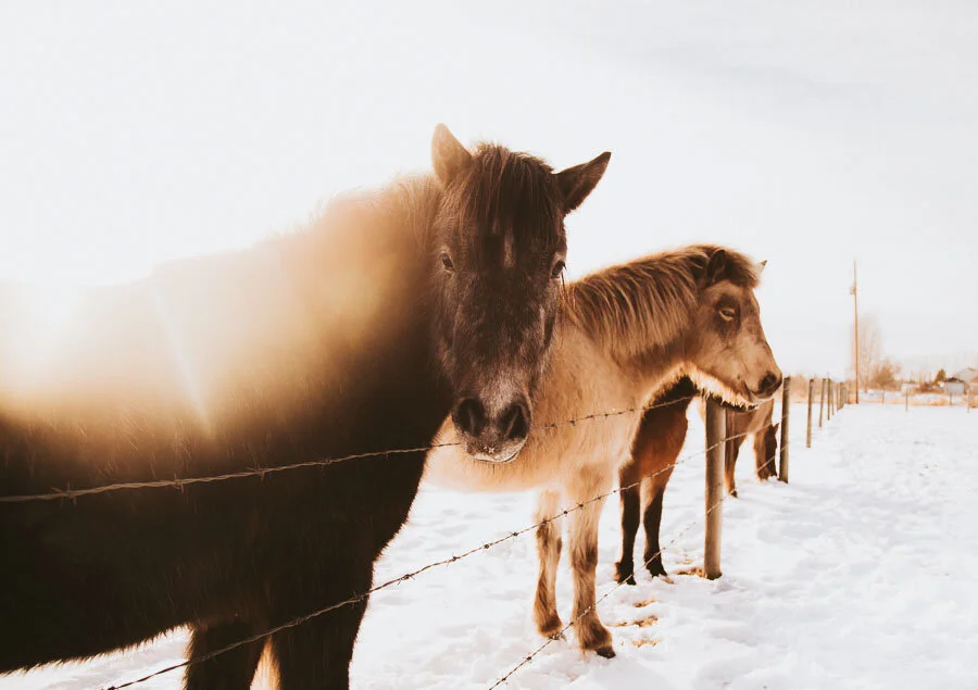 Print 14 - Icelandic Horses
