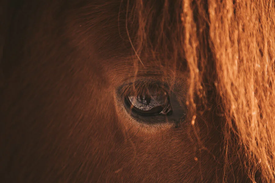 Print 17 - Icelandic Horses