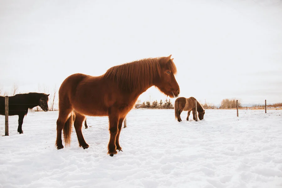 Print 23 - Icelandic Horses