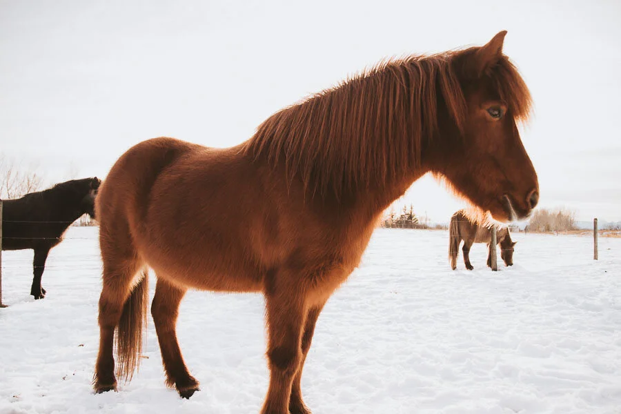 Print 24 - Icelandic Horses