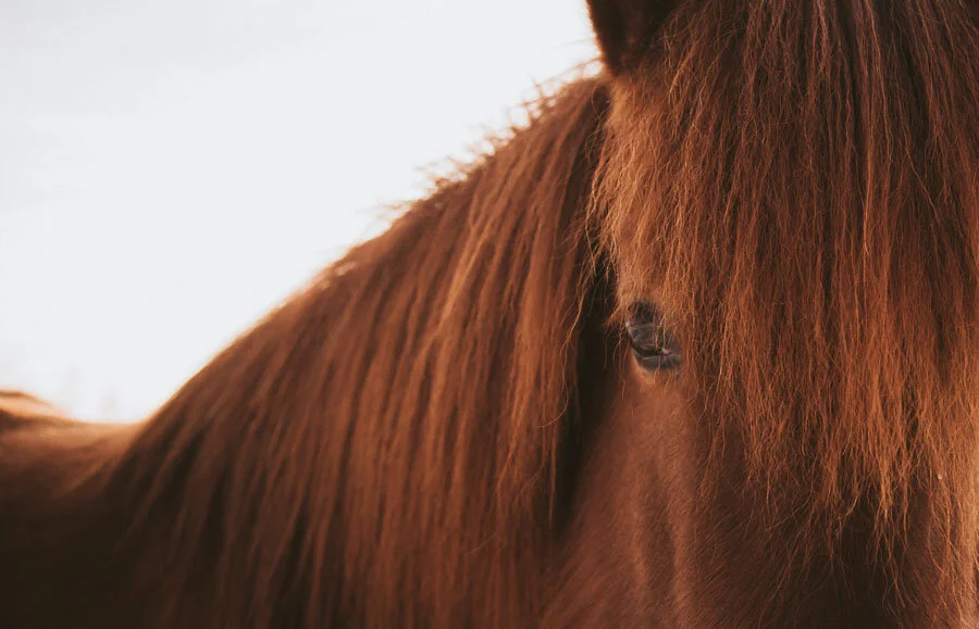 Print 22 - Icelandic Horses