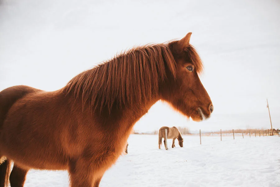 Print 26 - Icelandic Horses