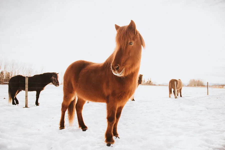 Print 27 - Icelandic Horses