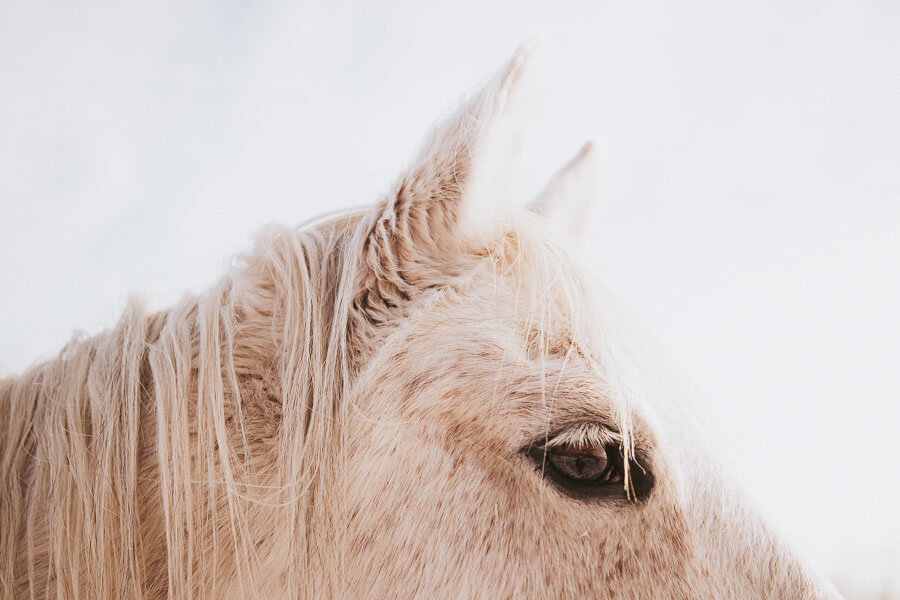Print 28 - Icelandic Horses
