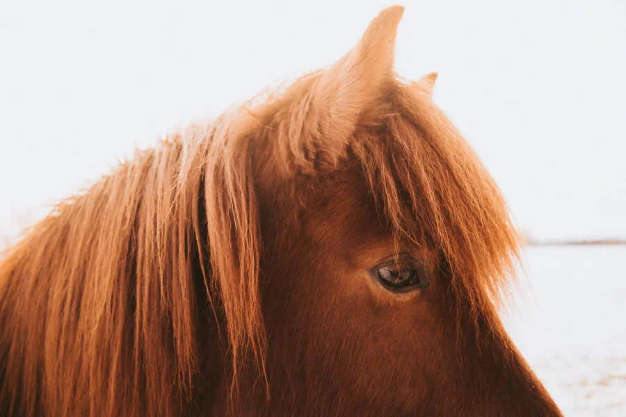 Print 29 - Icelandic Horses