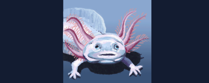 Axolotl GIFs  GIFDBcom