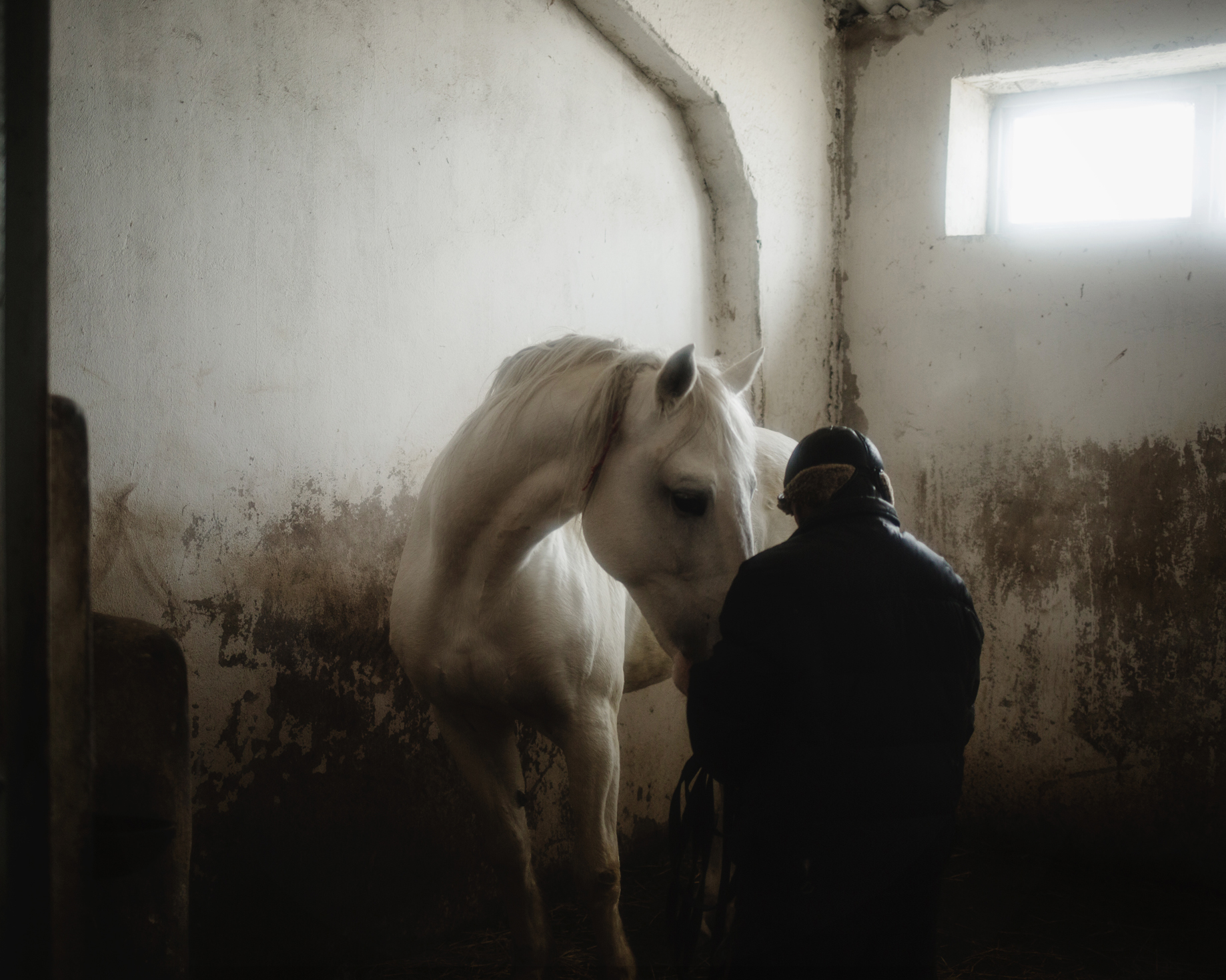  Ceadir-Lunga - In Konstantin Kelesh stud farm, a man takes care of one of the horses after its training 