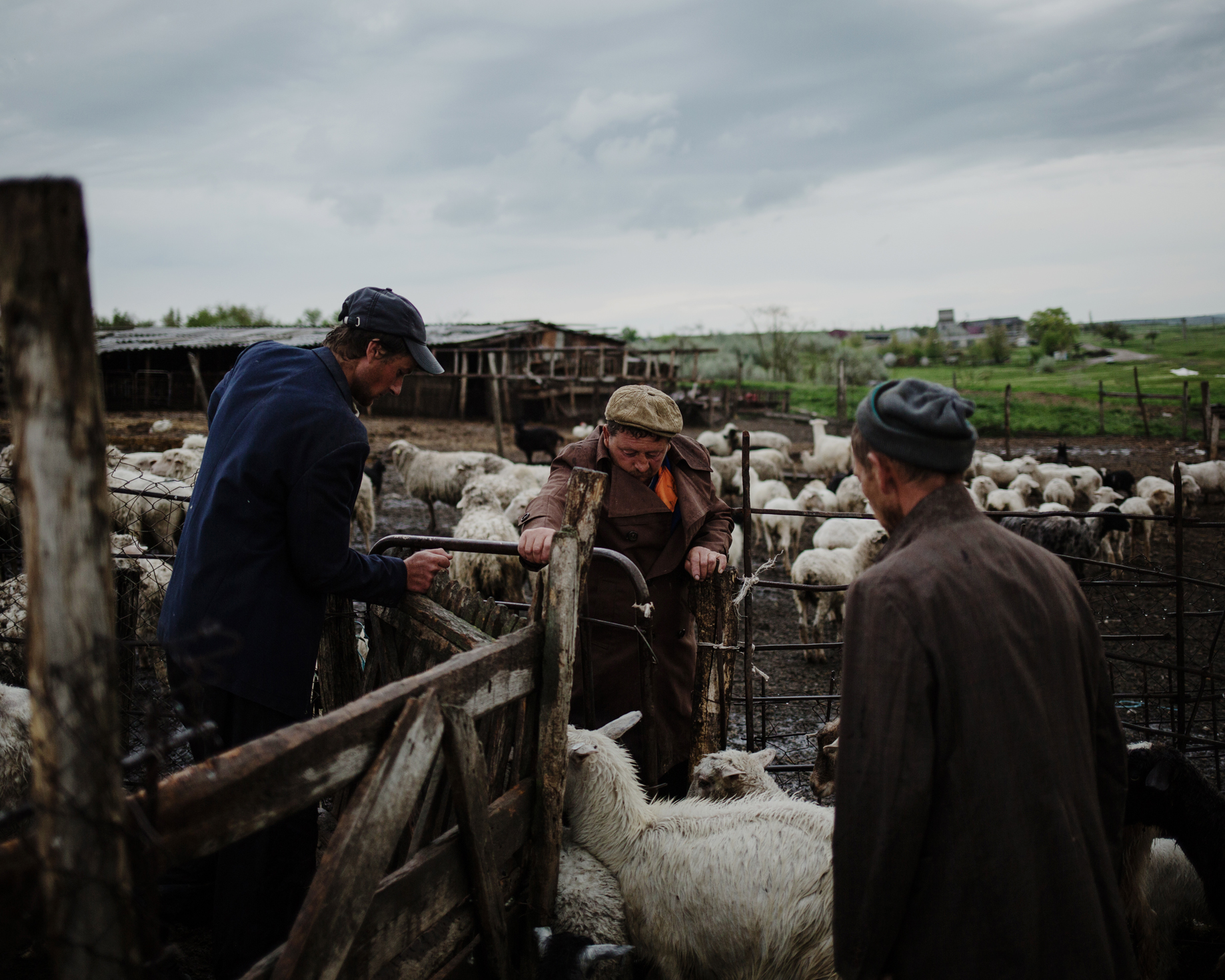  Beshgioz - Workers from a farm gather the sheep and the goats at the end of the day. 