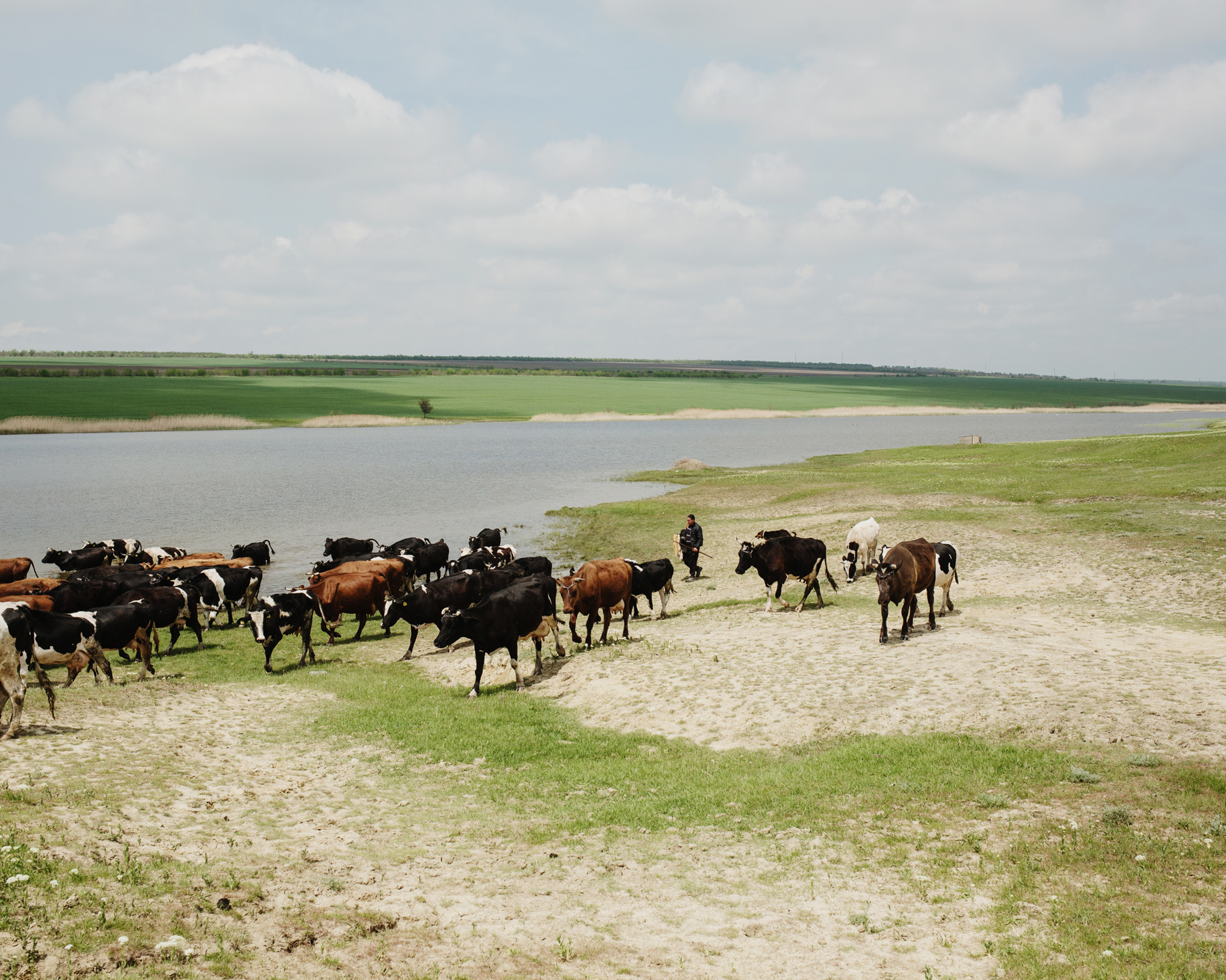  Beshgioz - A shepherd and his cows. 