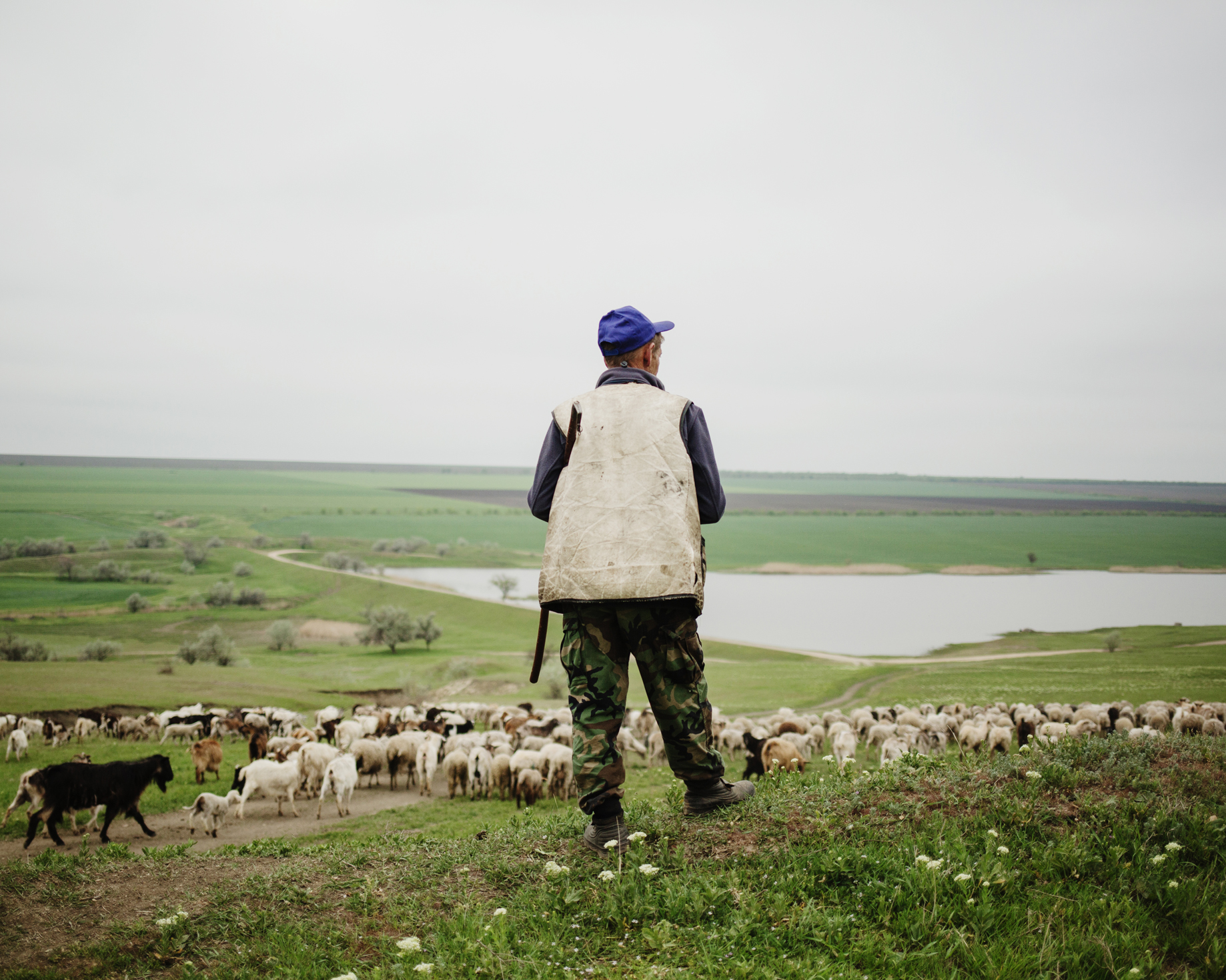 Beshgioz - Micha (45 years old), a shepherd with his sheeps arriving to a lake close to Beshgioz.