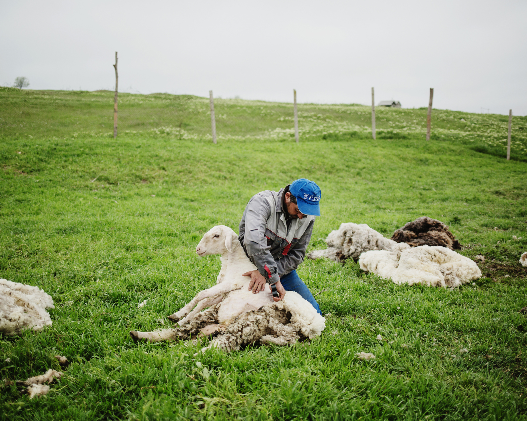  Beshgioz - A shepherd shearing a sheep. 