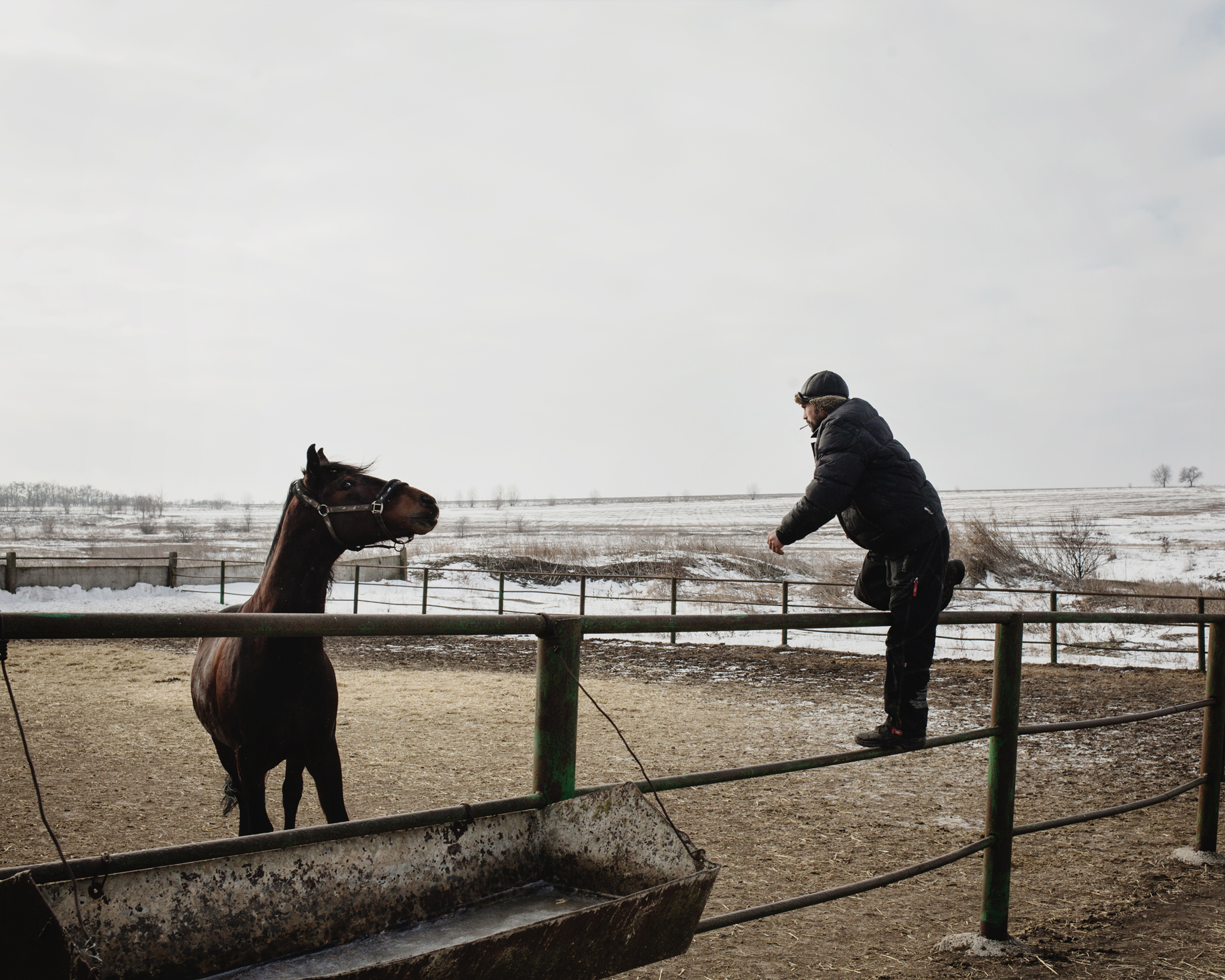 Ceadir-Lunga - In Konstantin Kelesh stud farm, a man play with one of the horses of the stud farm. 