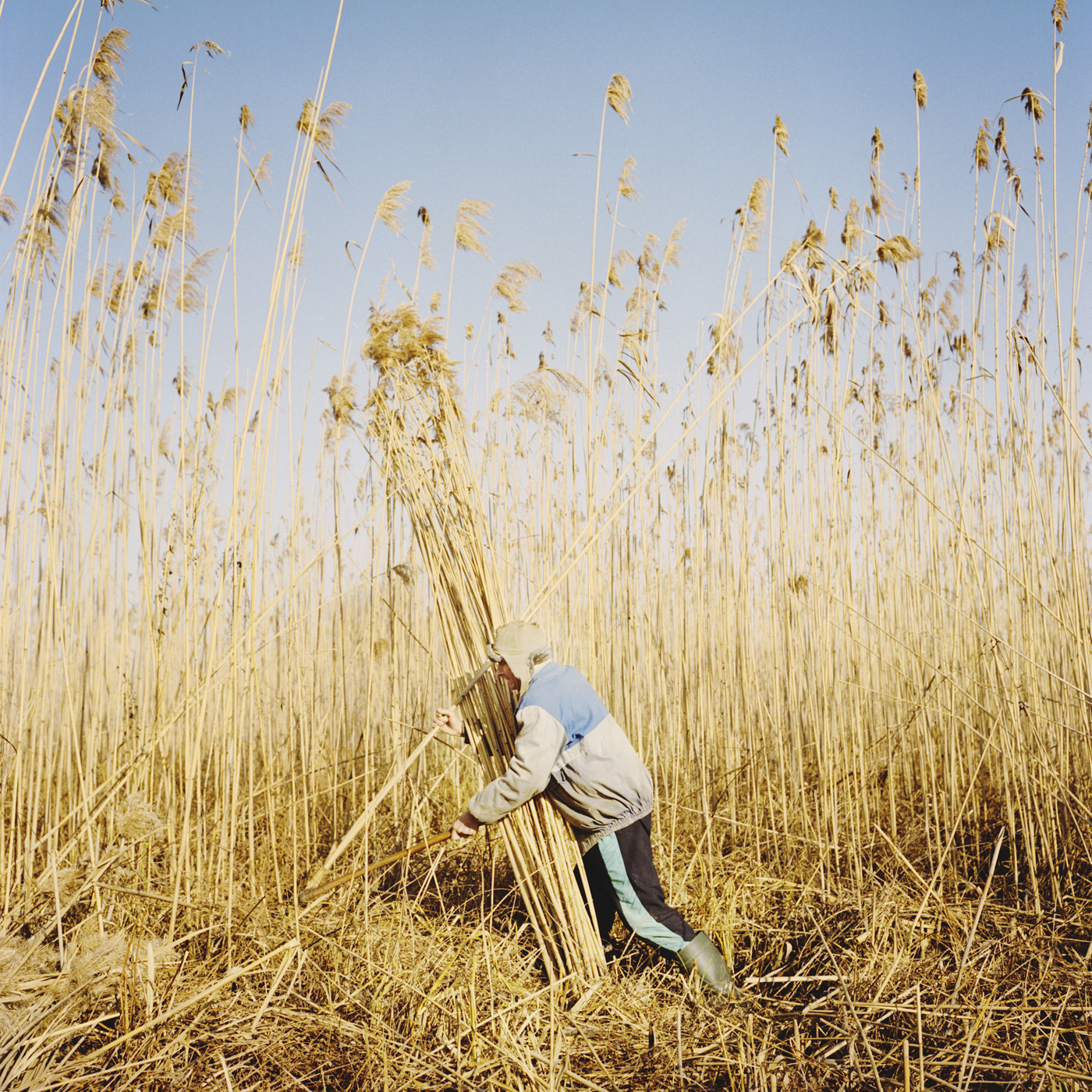  The harvest of the reeds is a traditional activity in the delta. 