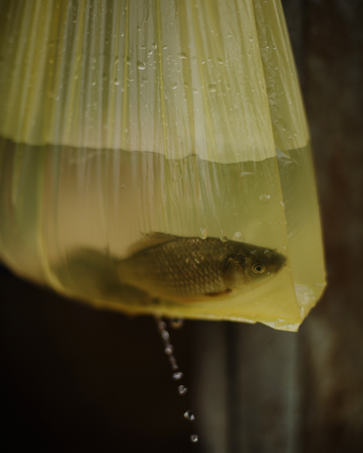  Gorelovka. In the yard of an Adjarian family, a fish in a holed plastic bag. 