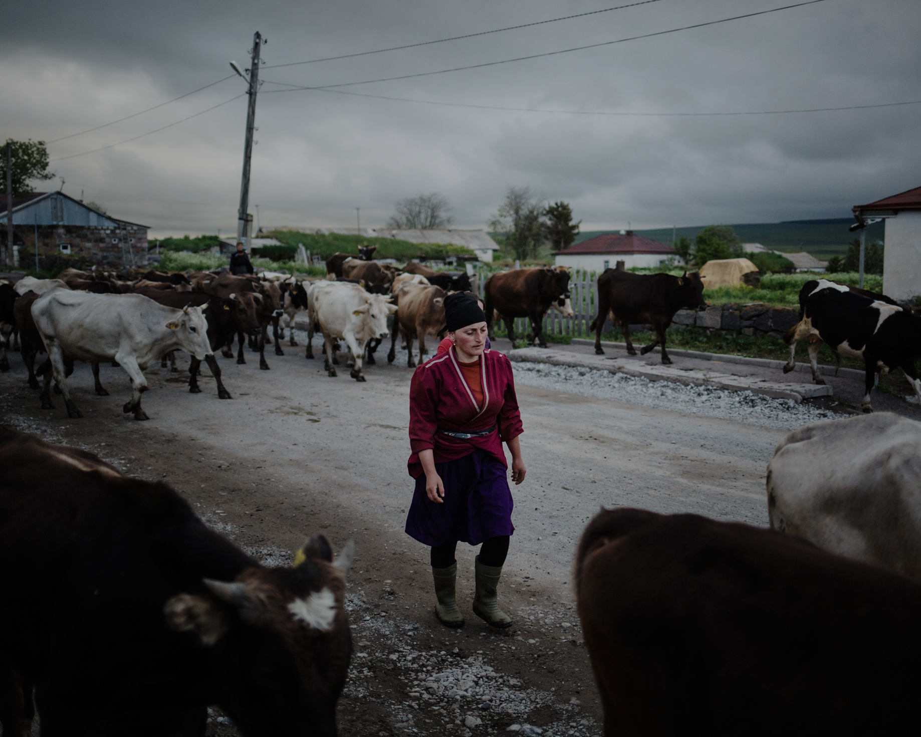  Gorelovka. As cows are coming back from the fields, an Adjarian woman comes to pick her animals. Adjarians who arrived in the region are climatical refugees, they fled landslides in Adjara. 