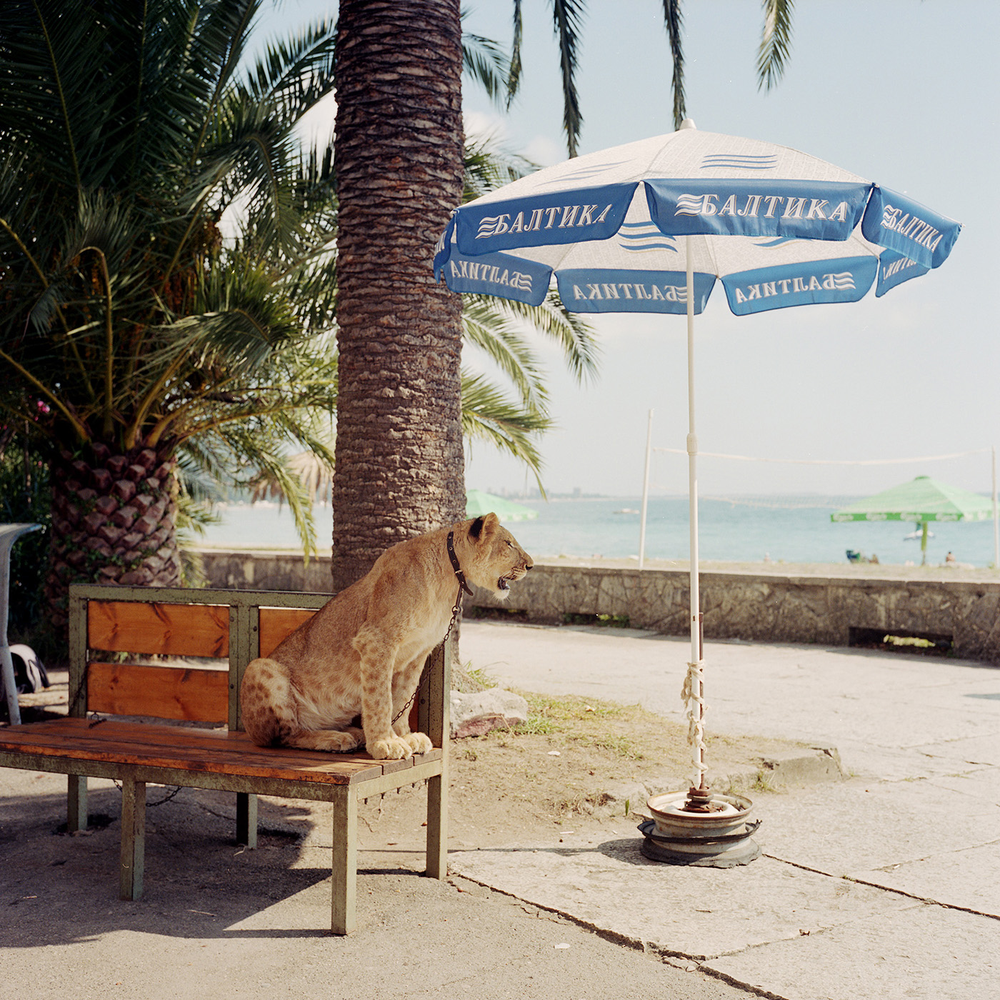  A lioness in Gagra which was bought for a zoo. 