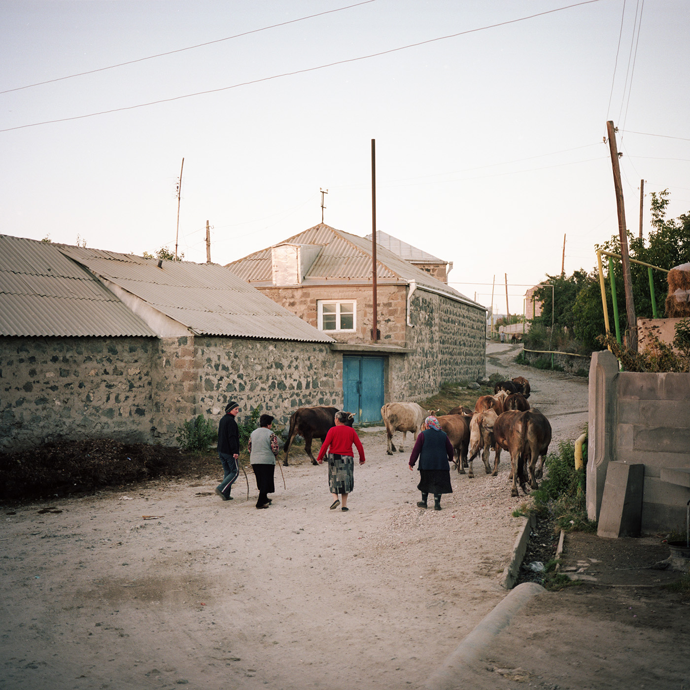  Women from the village fetch their cows in the evening. 