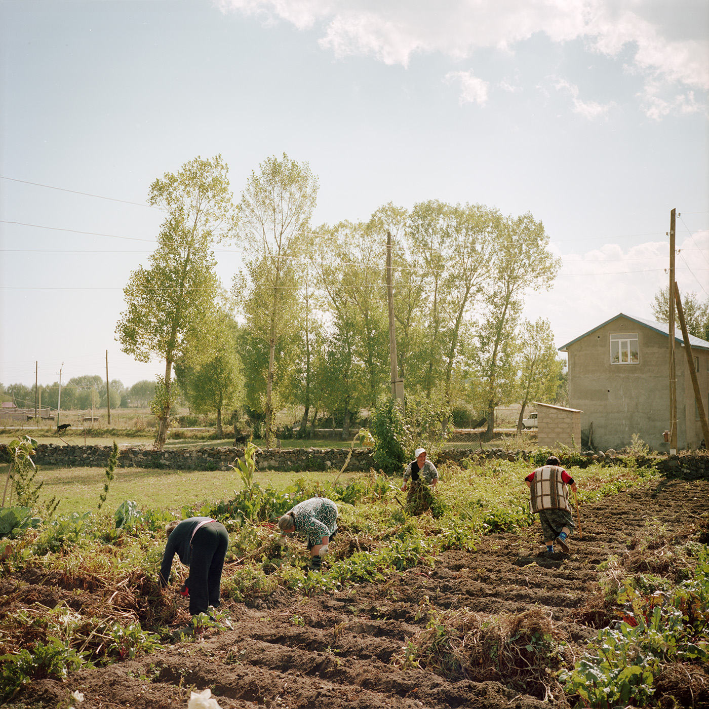  The children of Tamara (2nd from the left) are in Russia so she has to harvest potatoes. Her neighbors came to give her a hand. Without men, the solidarity between women neighbors and friends can lighten the work tasks. 