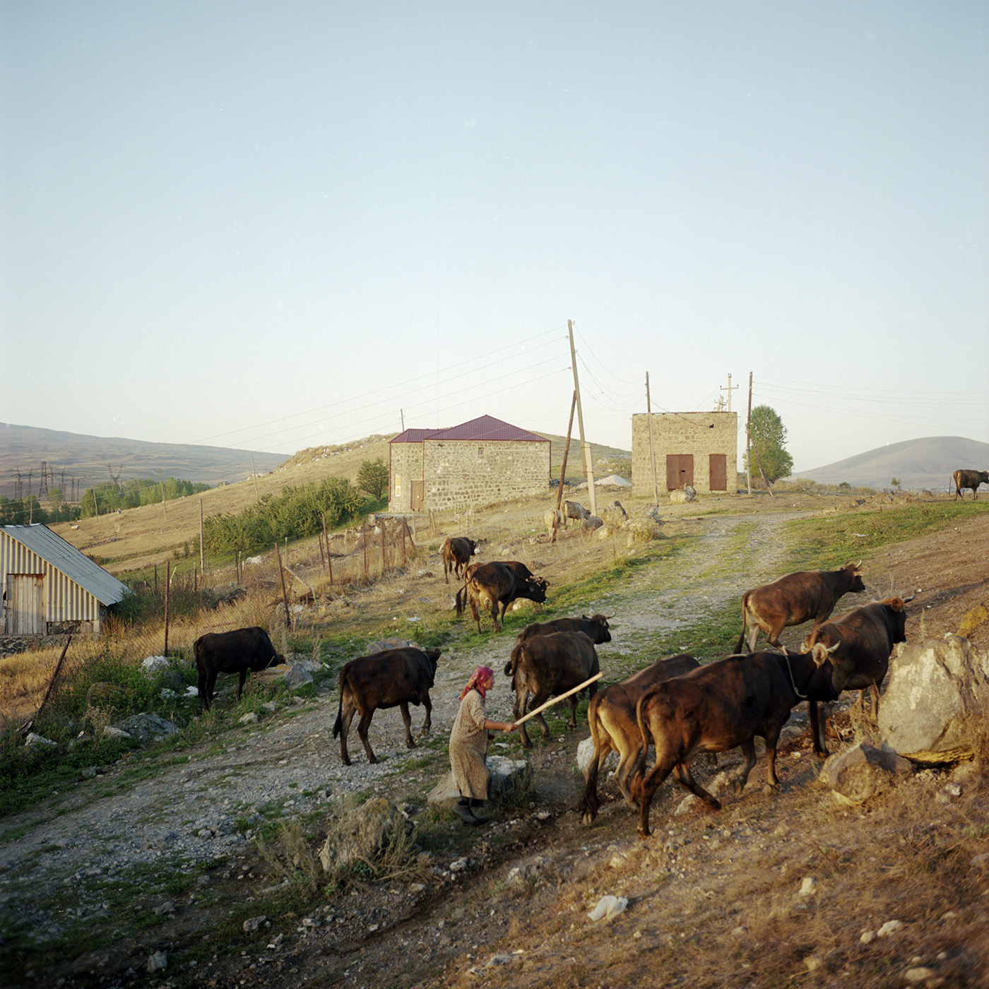  This morning, in the uplands around the village, a lady brings her cows to the point of gathering where the shepherd of the village comes to collect them to take them out to pasture. 