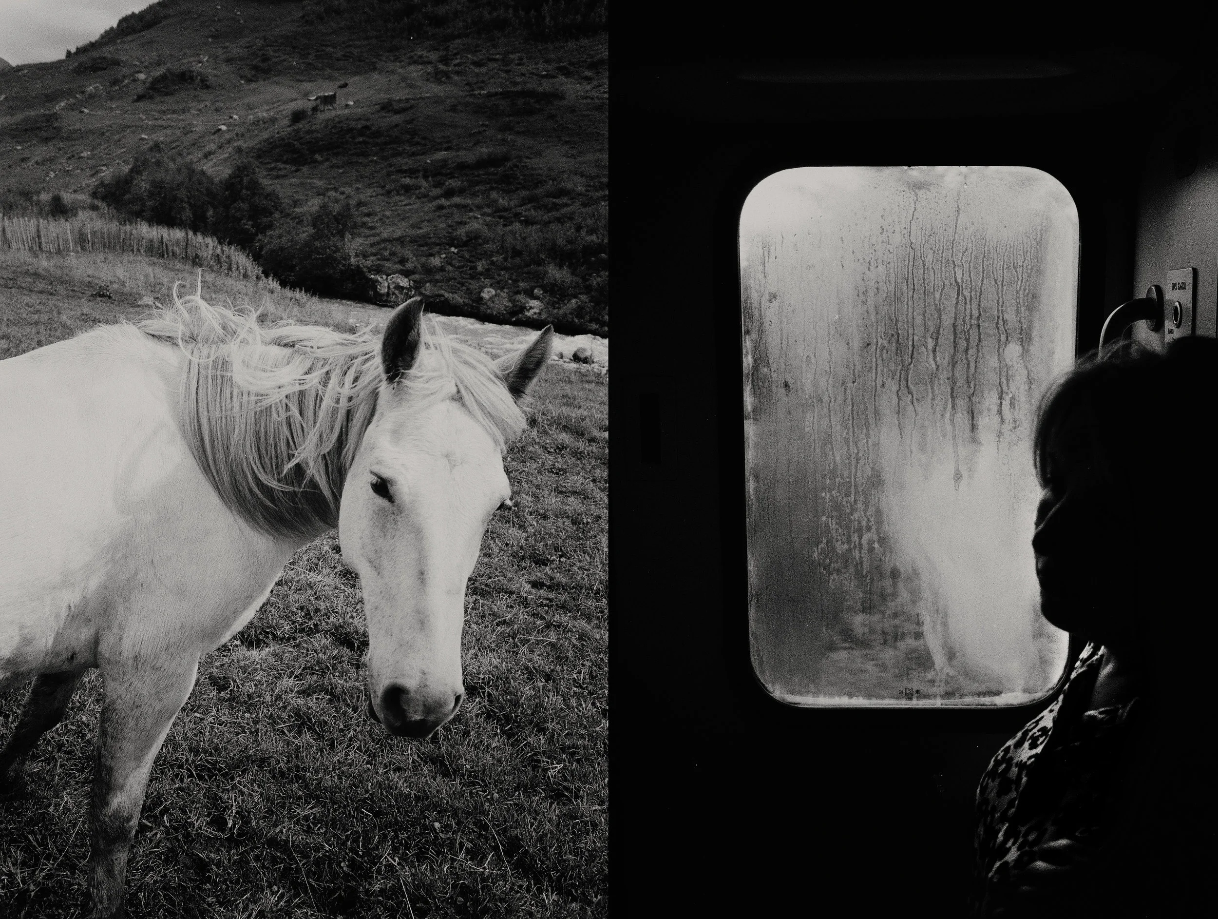test_2_horse.jpg
