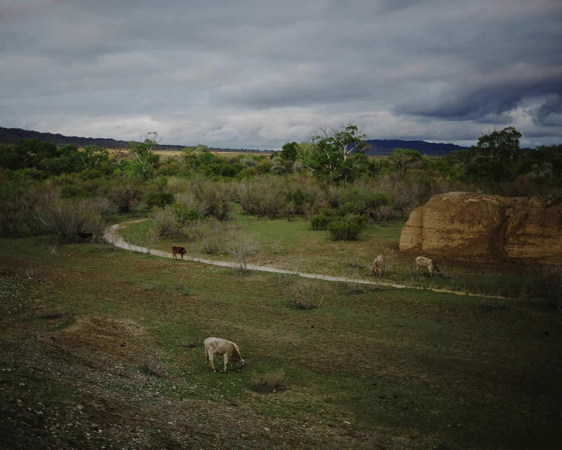 jpebrel_shepherds_10.jpg