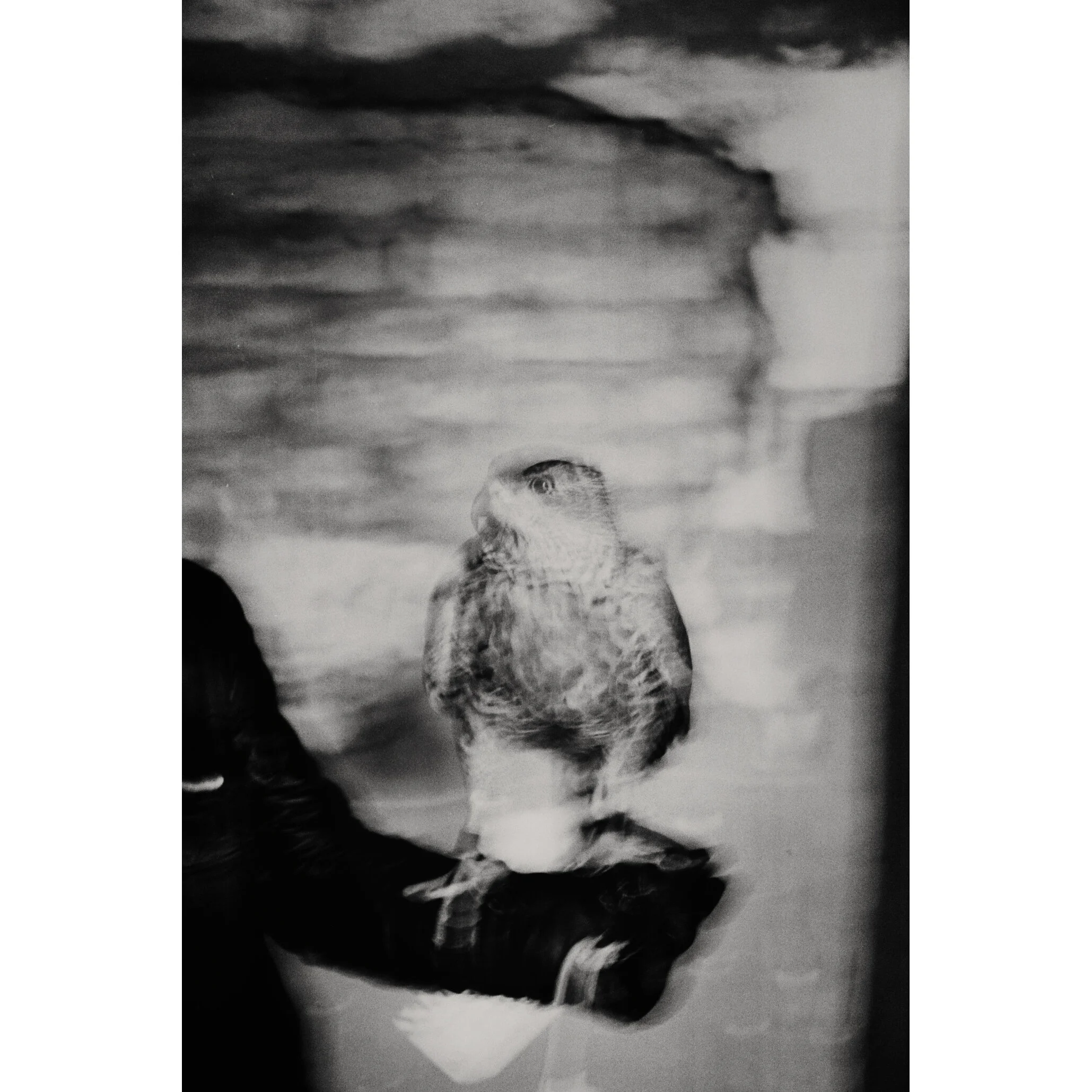 Georgia - Malkhaz's Falcon, Tbilisi