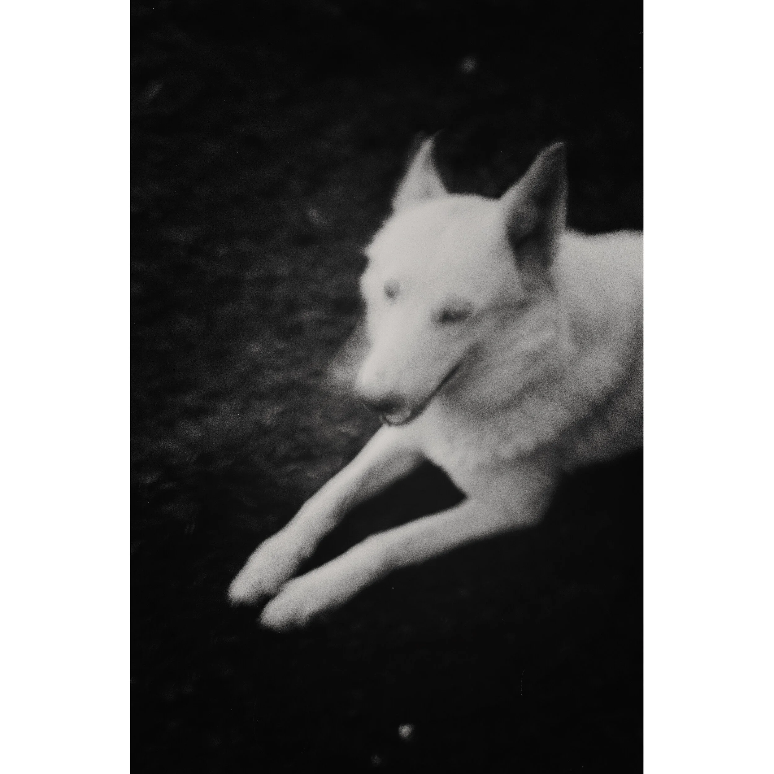 Georgia - Dog in Svaneti