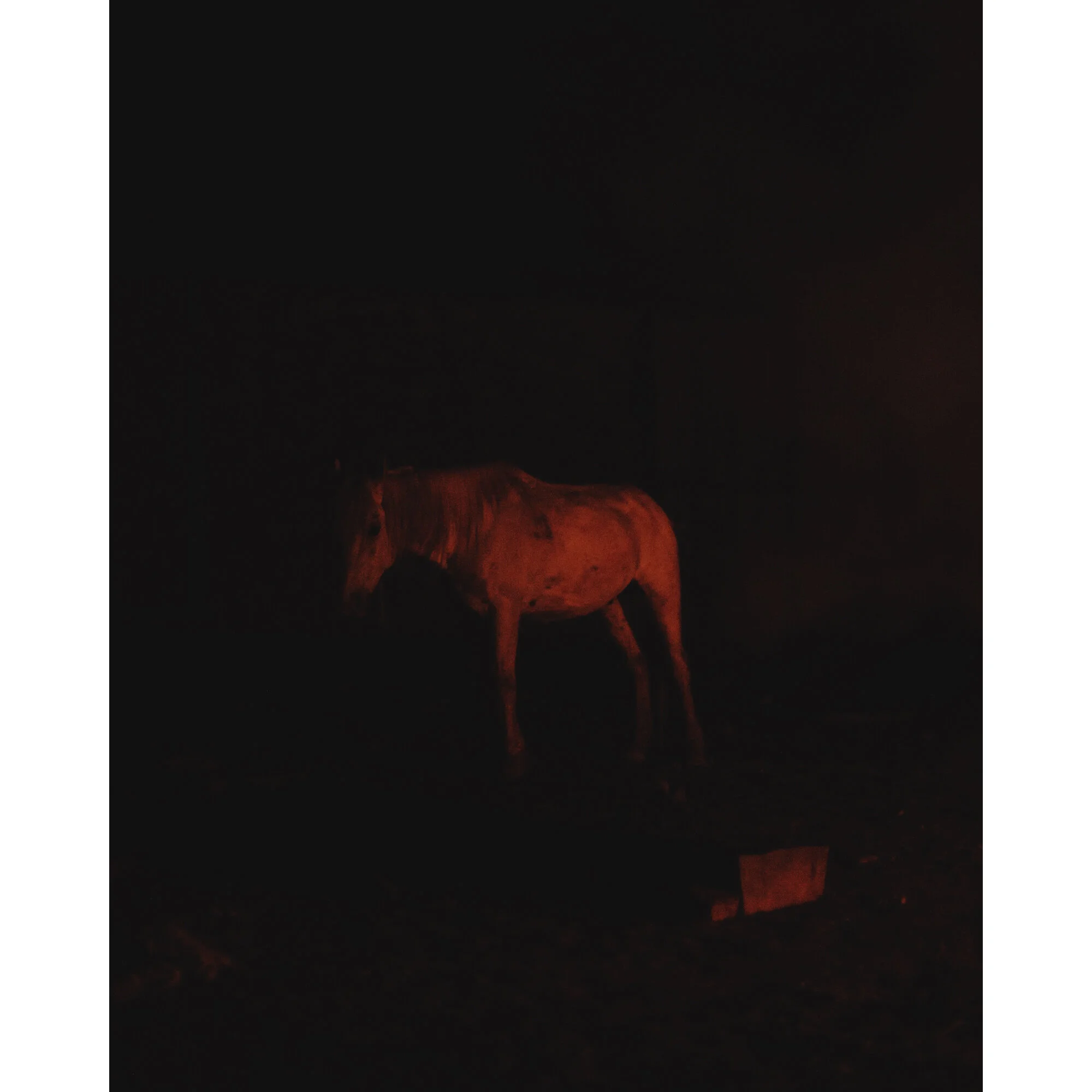 Georgia - Horse, Chachuna