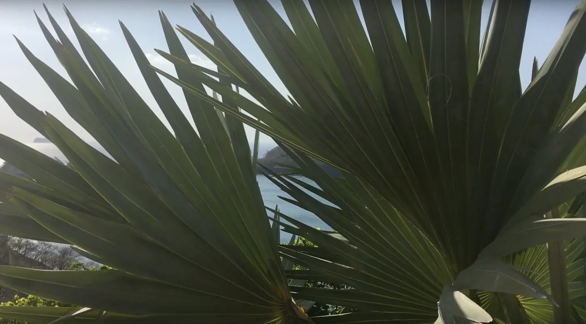 Wake_palms.jpg