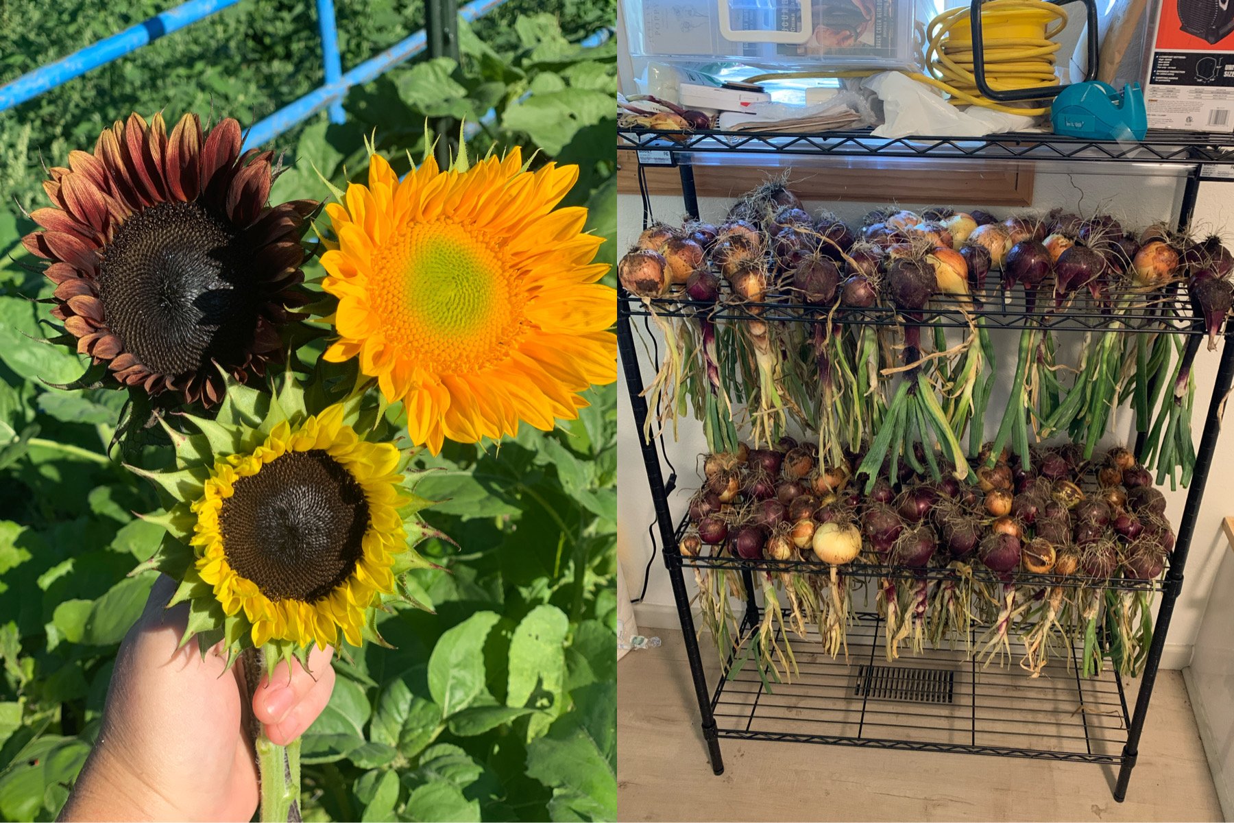  Who would’ve known it was a good onion and sunflower year? 