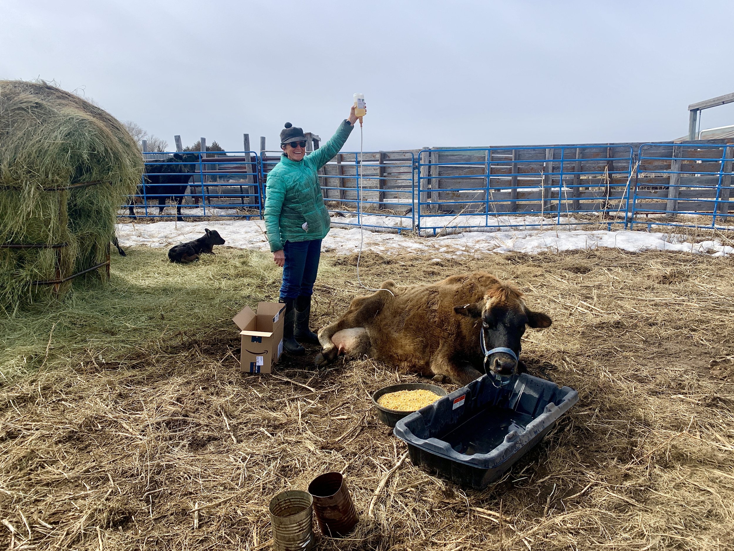  My milk cow, Heidi, didn’t fare through the winter well (did any of us?) After birthing a cute little heifer calf she became lethargic with milk fever and despite the efforts of my wonderful mother-in-law Carol for administering IV’s and other meds,