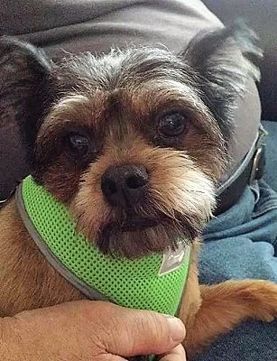 Gidget