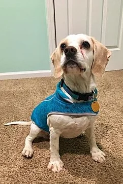 Piper