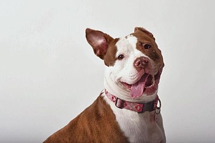 Maia