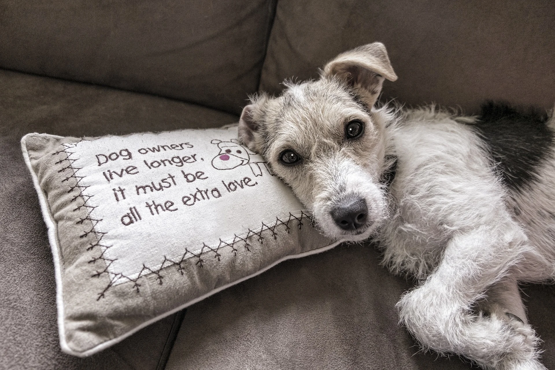 dog-2579877_1920.jpg