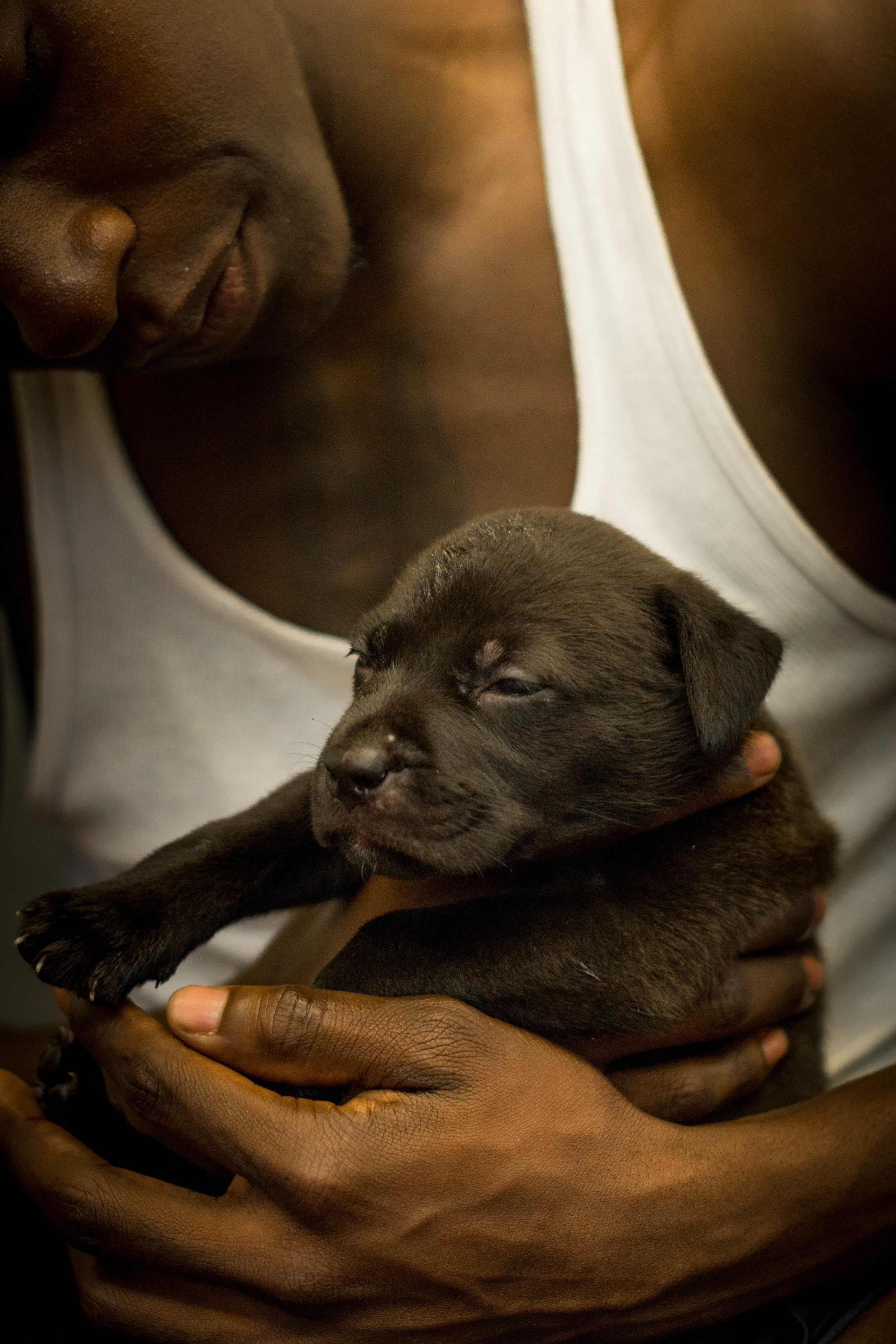 petportraitphotography_eliseferrer