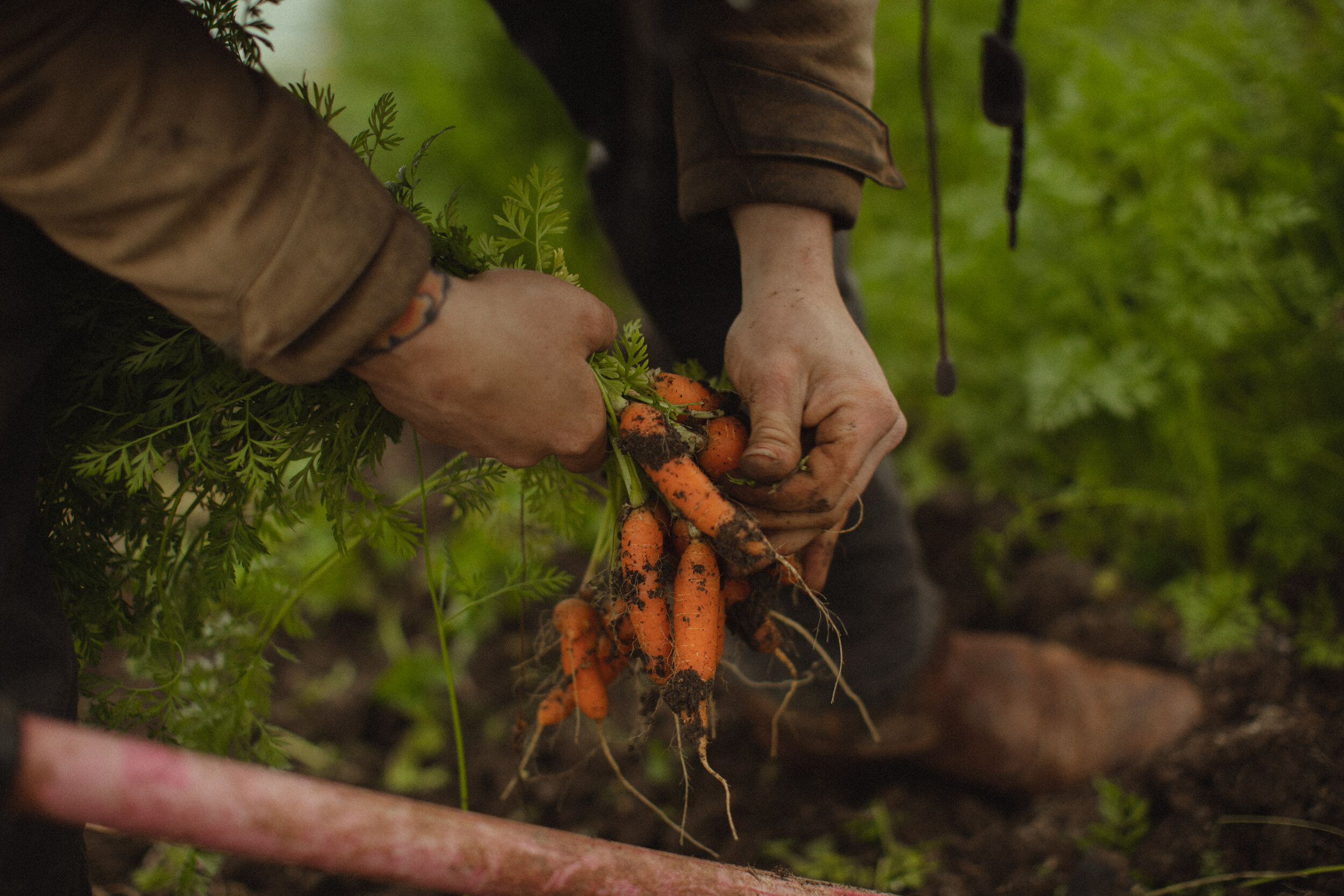 bda-farm-carrots-7.jpg