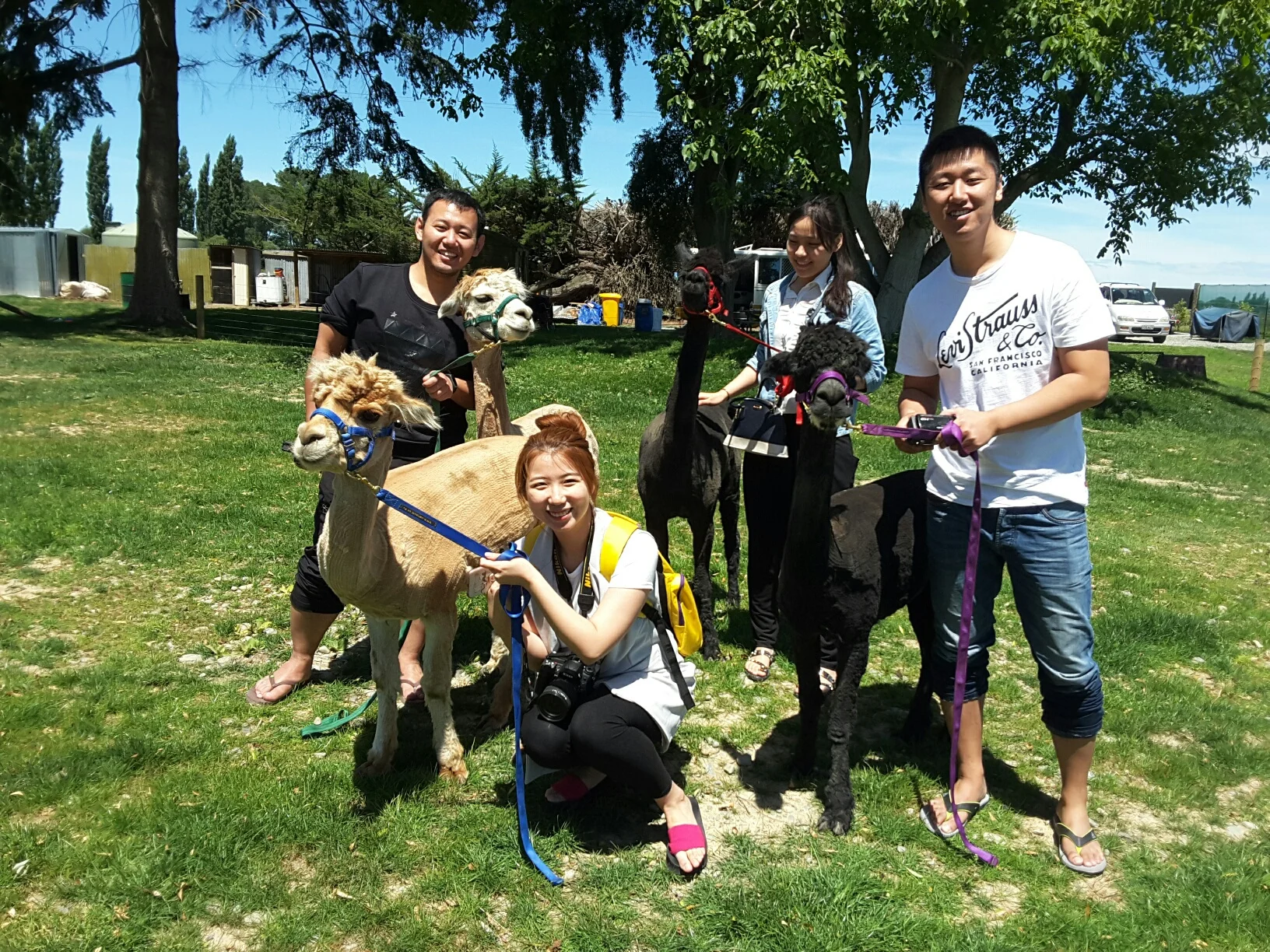 Family with alpacas .jpg