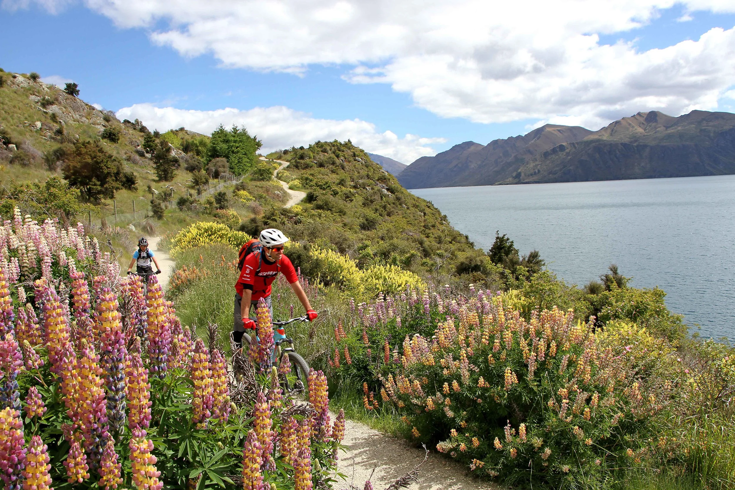 Mountain-biking-Glendhu-Bay-Track-Lake-Wanaka-3-GM.JPG
